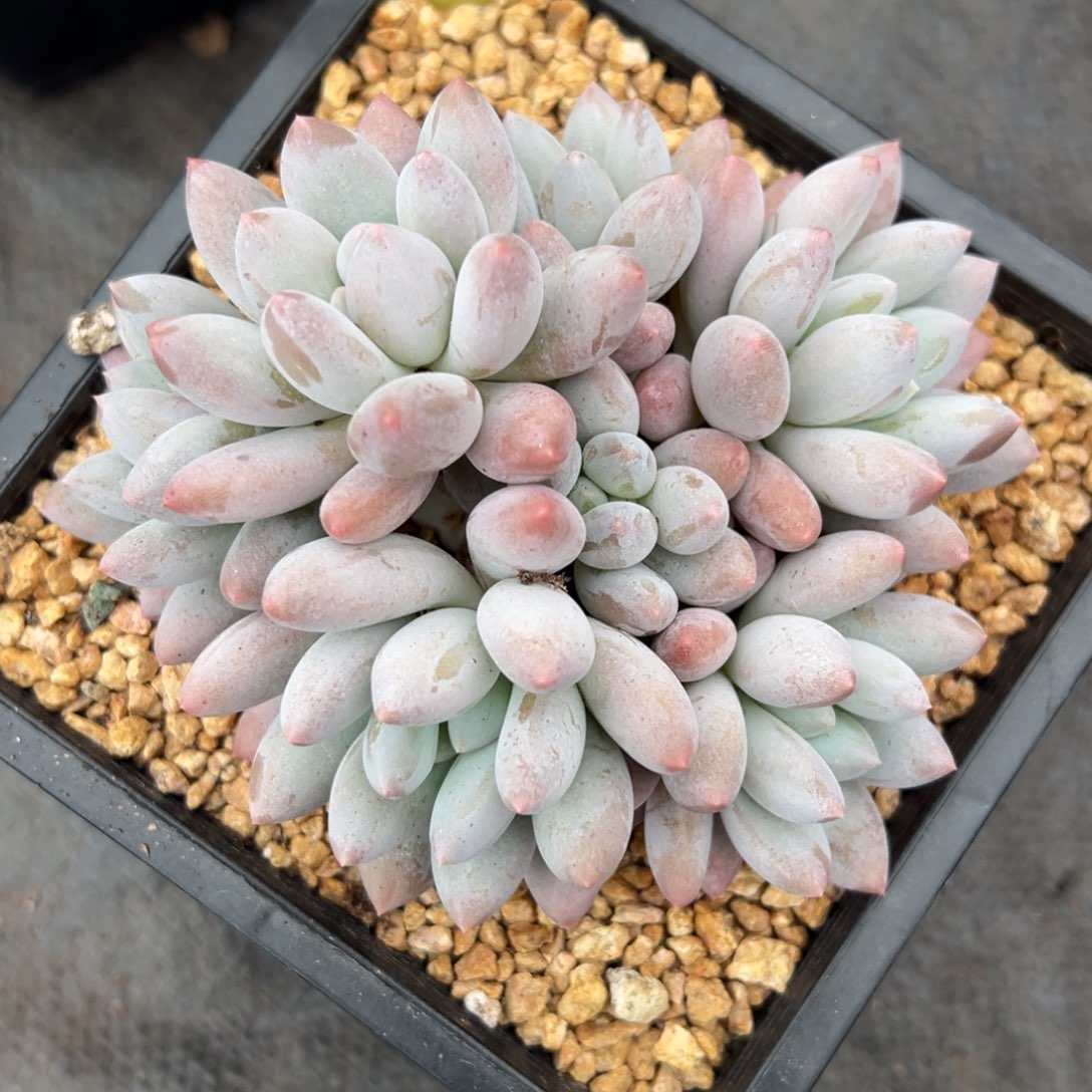 1102182 香所美人群生7头