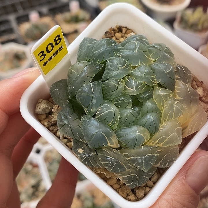 308实生湖水玉露锦一物一拍