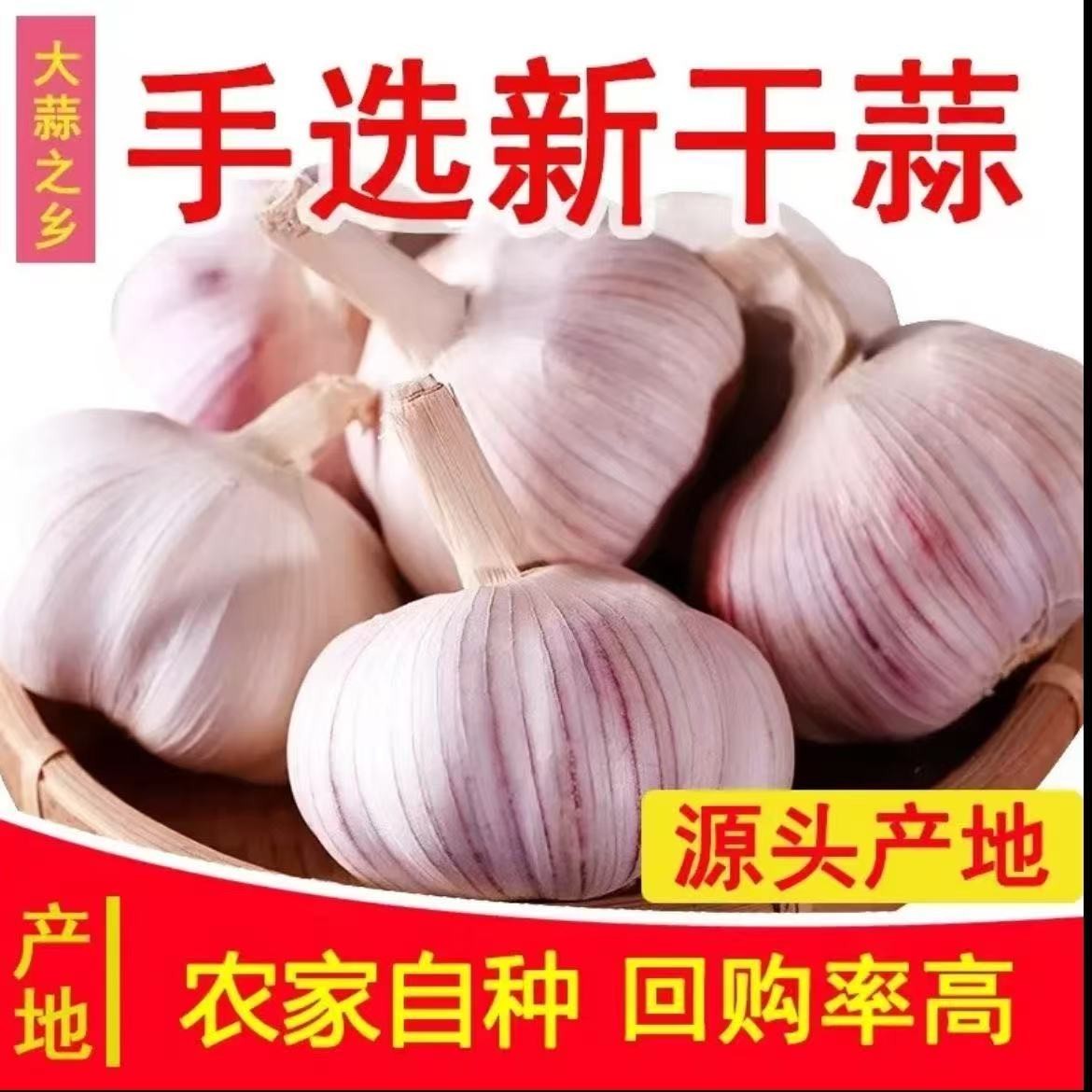 【金乡大蒜】25年大蒜干蒜紫皮大蒜新鲜蒜头红皮多瓣当季紫白皮山东