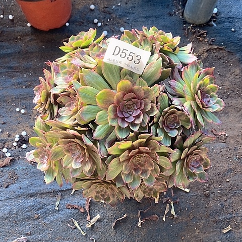 553红丝绒多肉叶片有轻微瑕疵