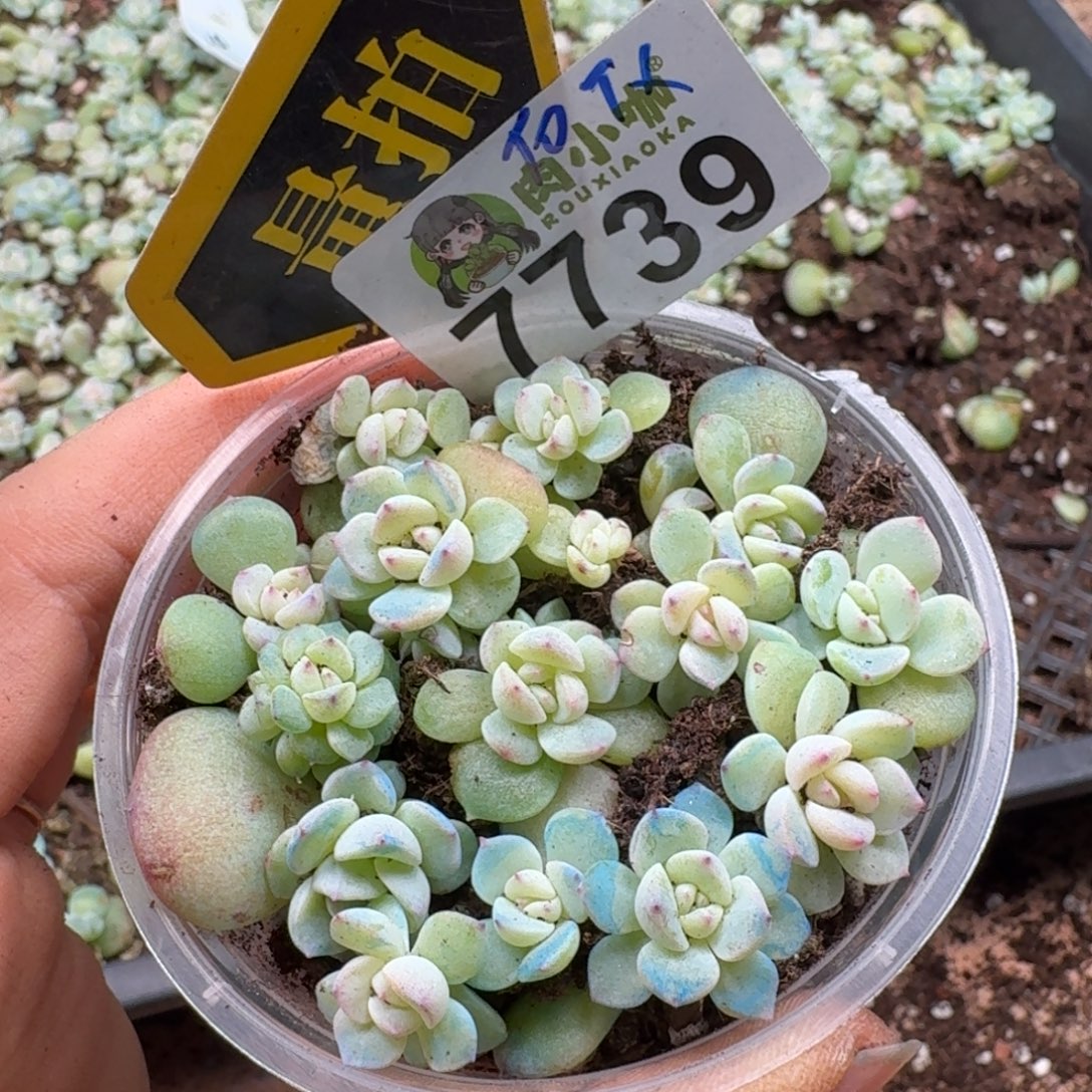 多肉植物多肉植物