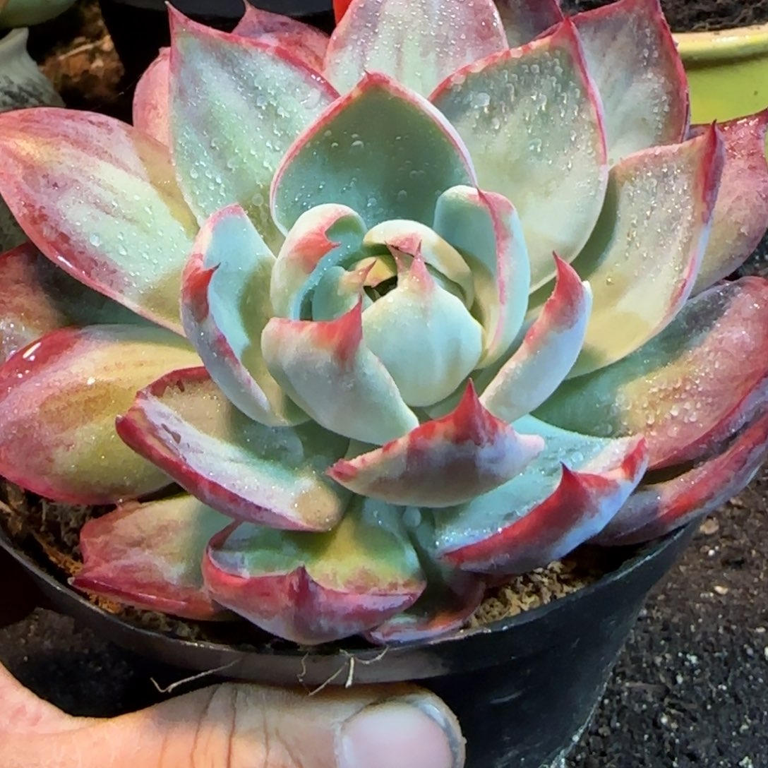 内外拉丝惊鸿一物一拍包装收缩花旱274