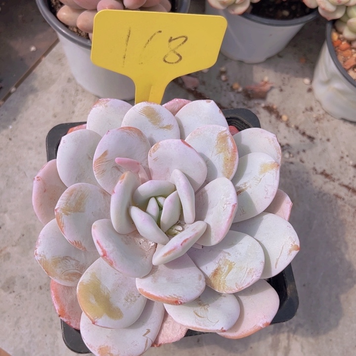 健健康康平平安安