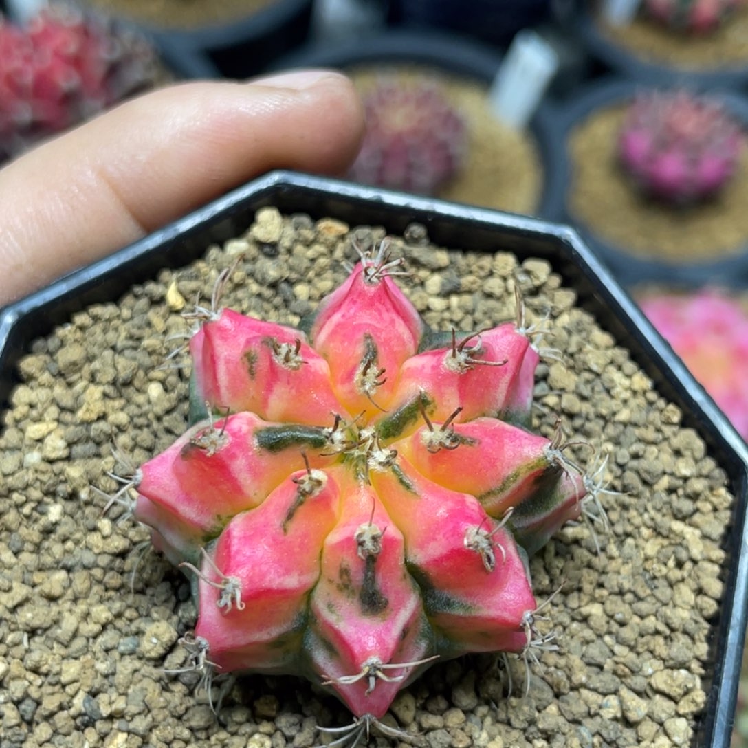 当前无花朵，栽培后可花朵水晶