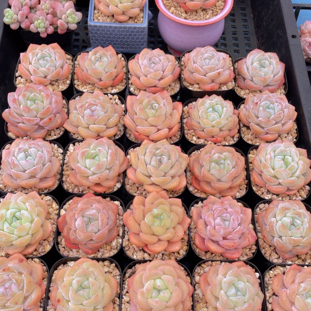 量拍55号 奶油青春版大白兔单头两个