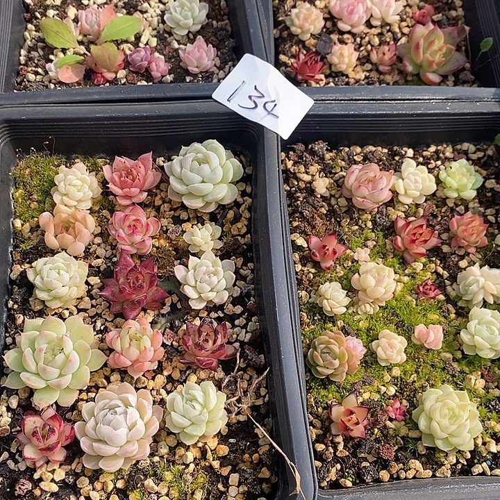 134 多肉植物盆栽花卉