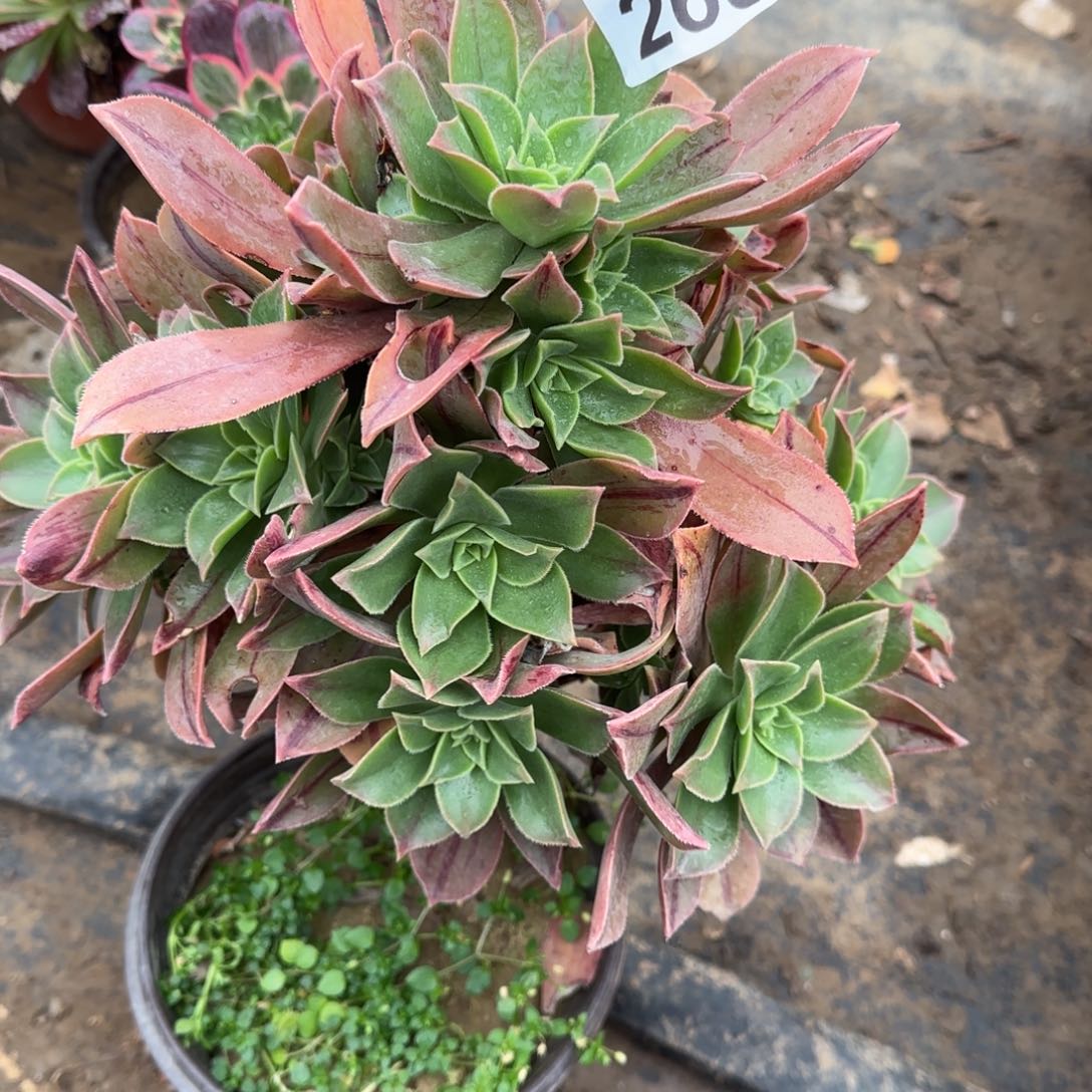 红叶多肉265满28包邮断枝不包