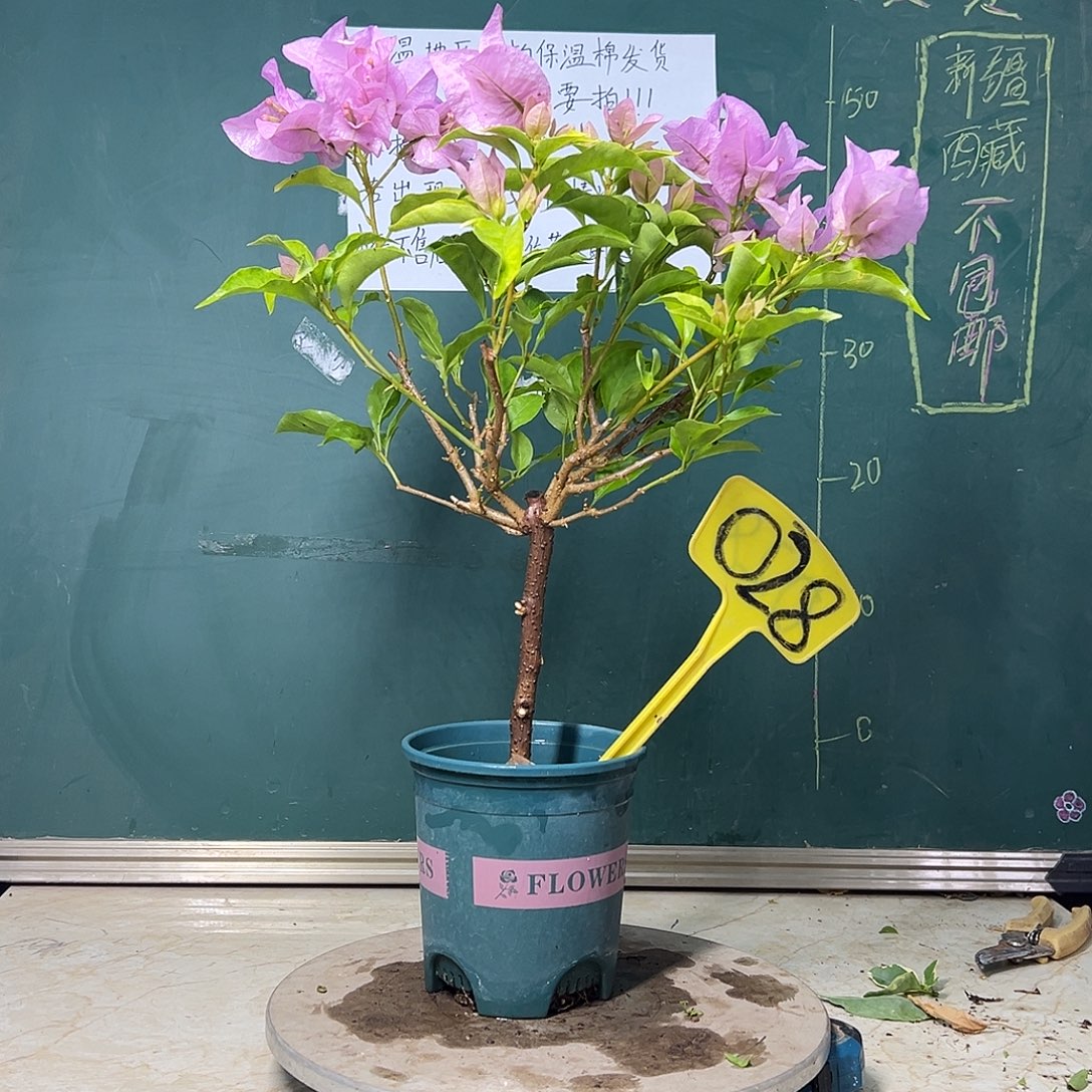 完全开放  金夫人  028