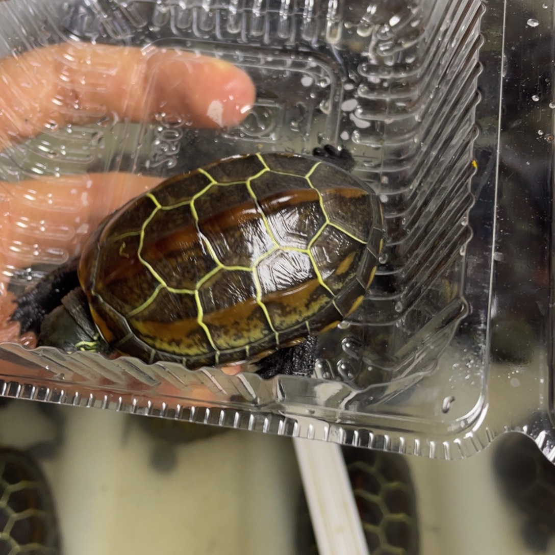 苏北金线冷水草龟