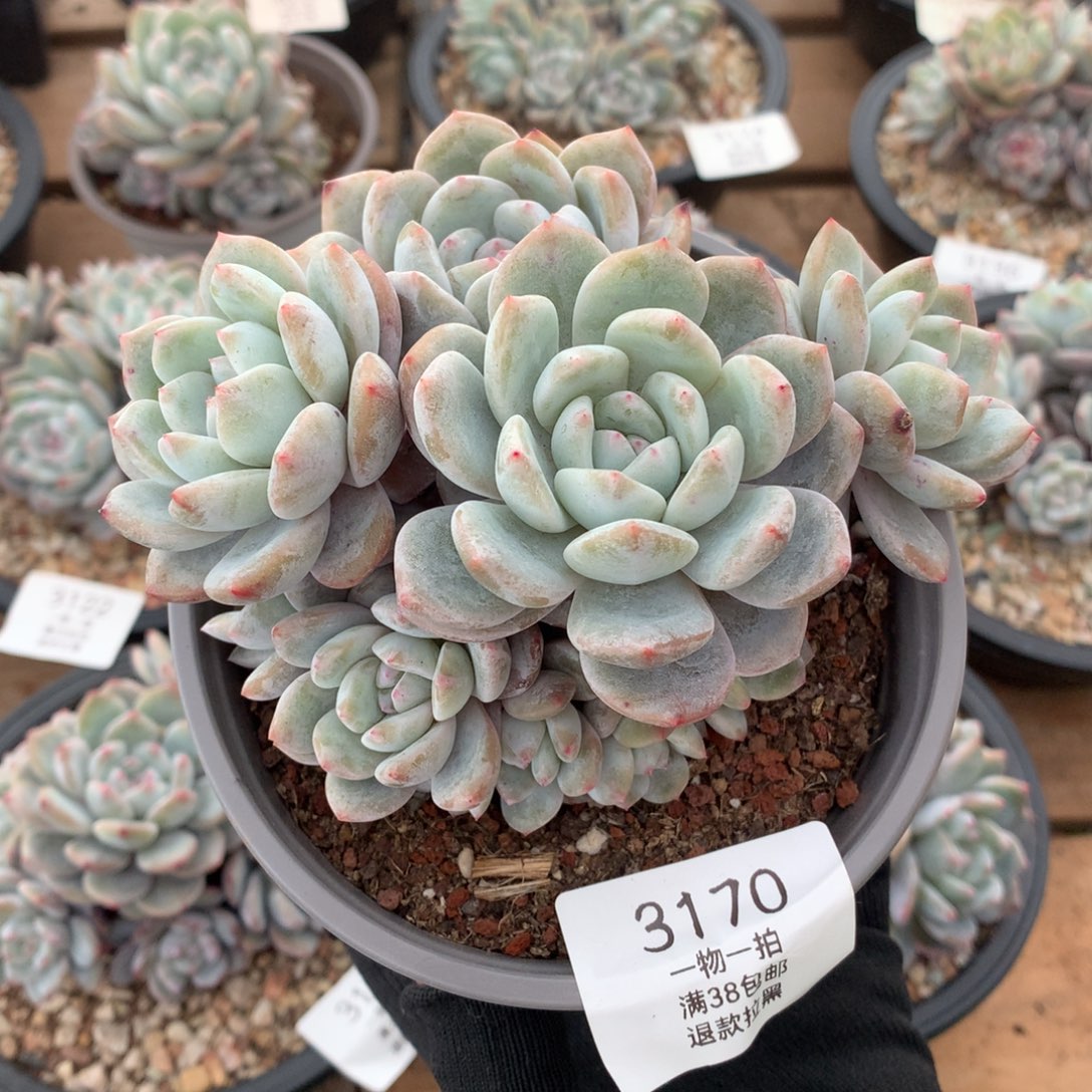 13厘米11头有砍小树石榴籽3170