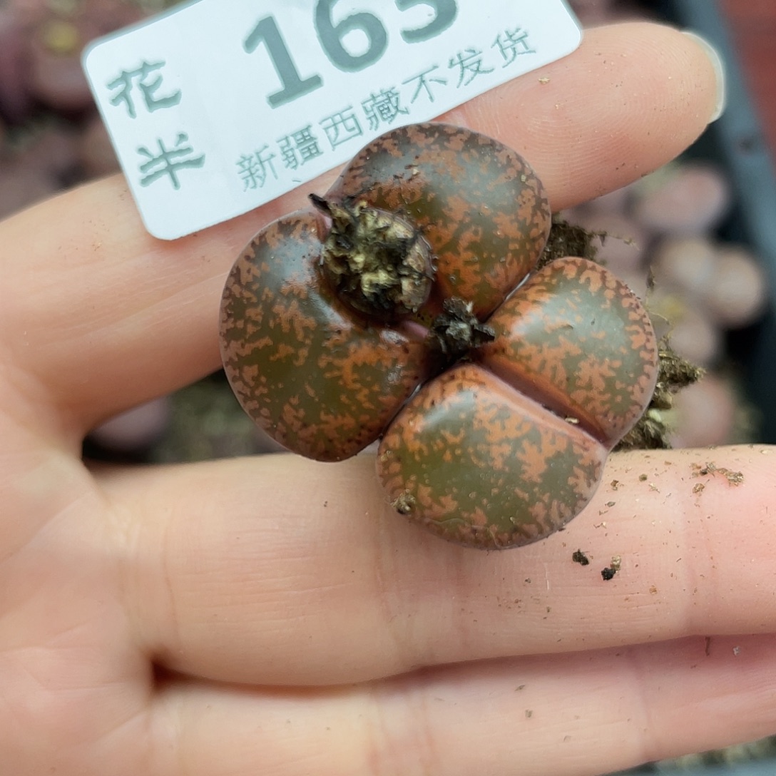 16300000花花花花花