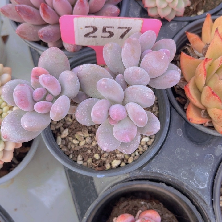 健健康康平平安安