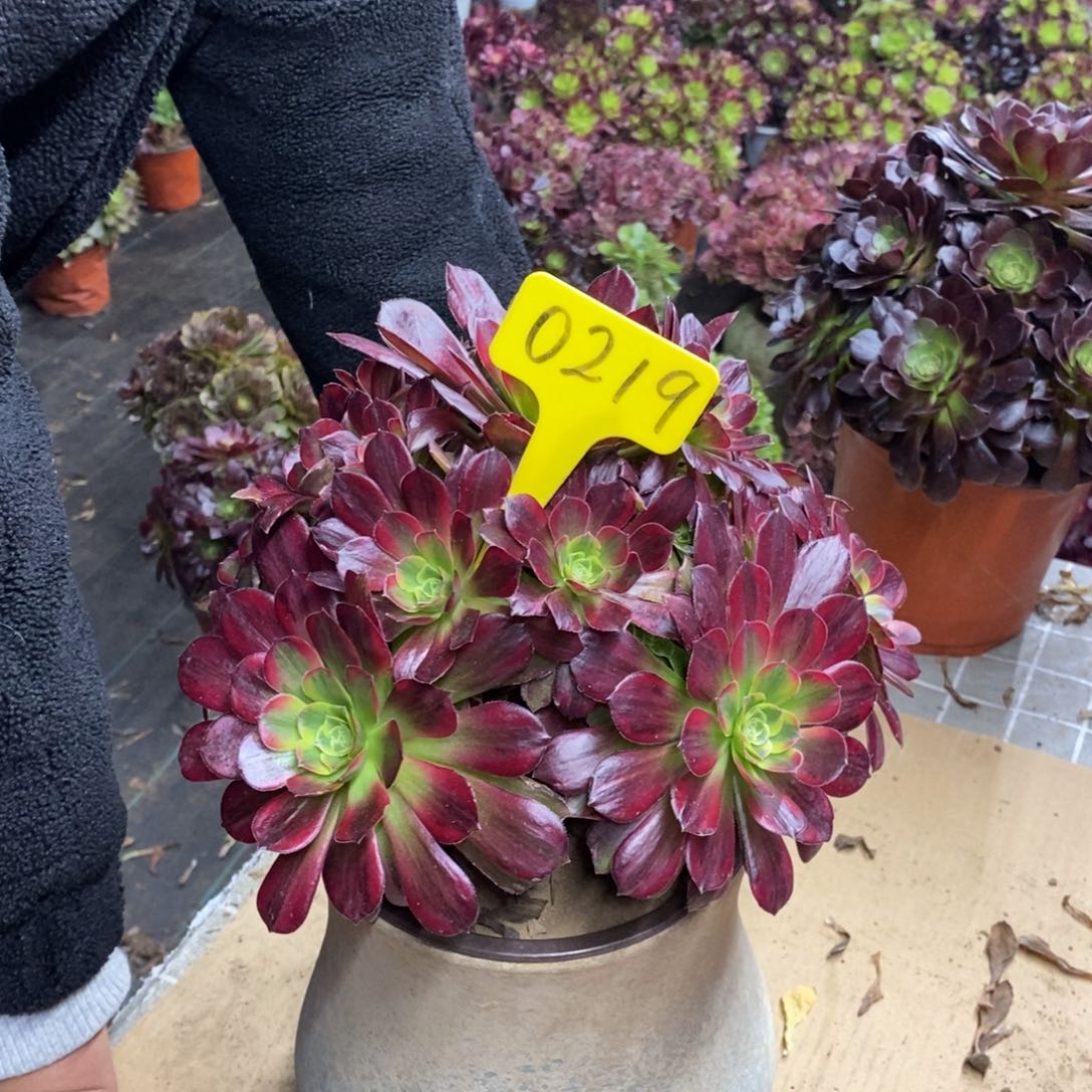 红陶陈*蜜0219安娜法师