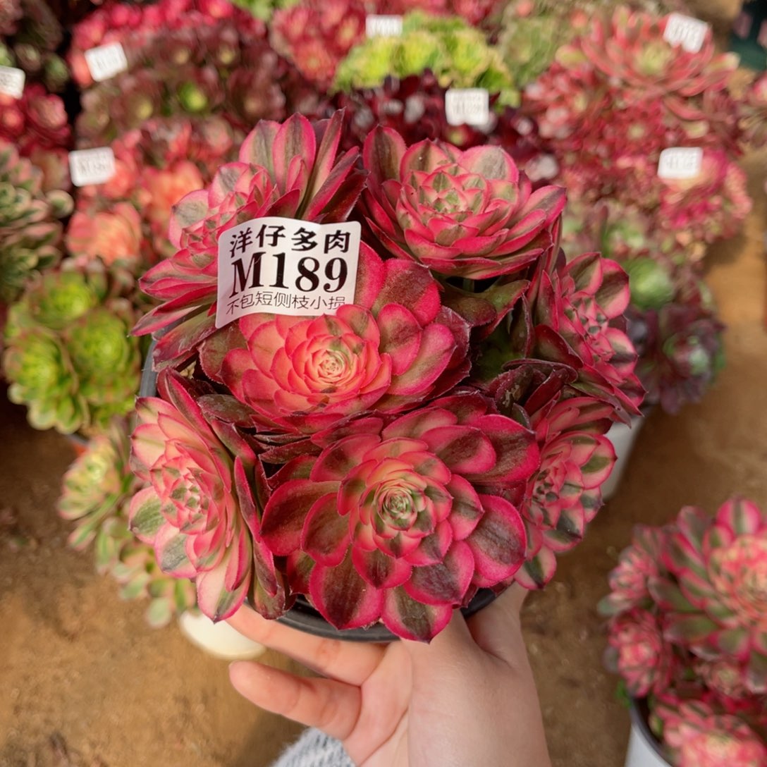 189荔枝 冠幅15左右