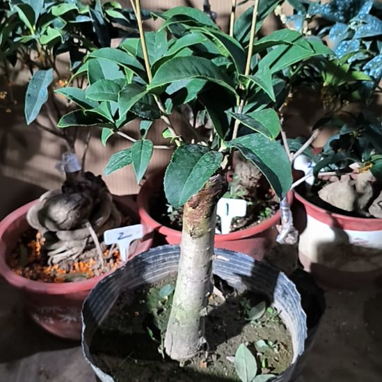 想***痛完全开放纟四季桂红天香