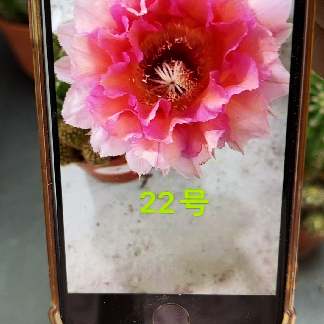 彩草22号侧芽3公分