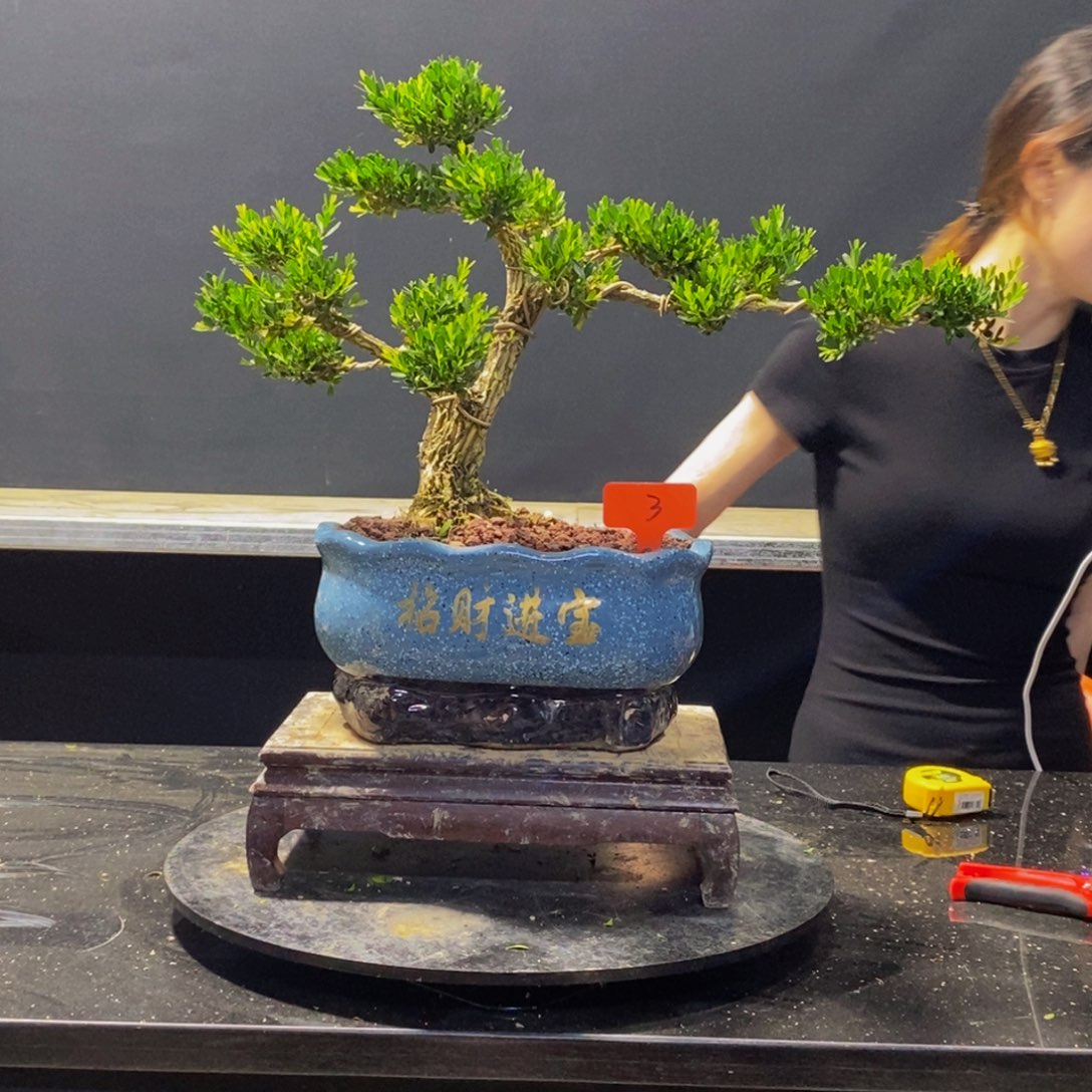 绿植黄杨盆景雀舌软枝