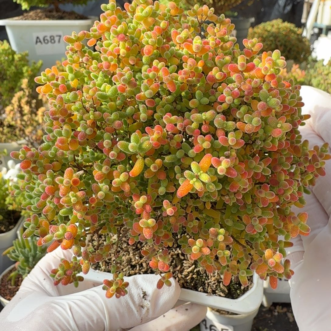 A789蜜橘糖球一物一拍