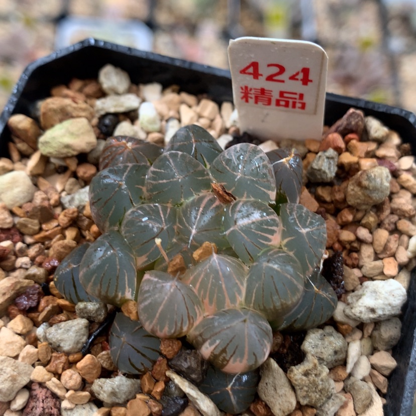 【闪购商品】424霓虹灯