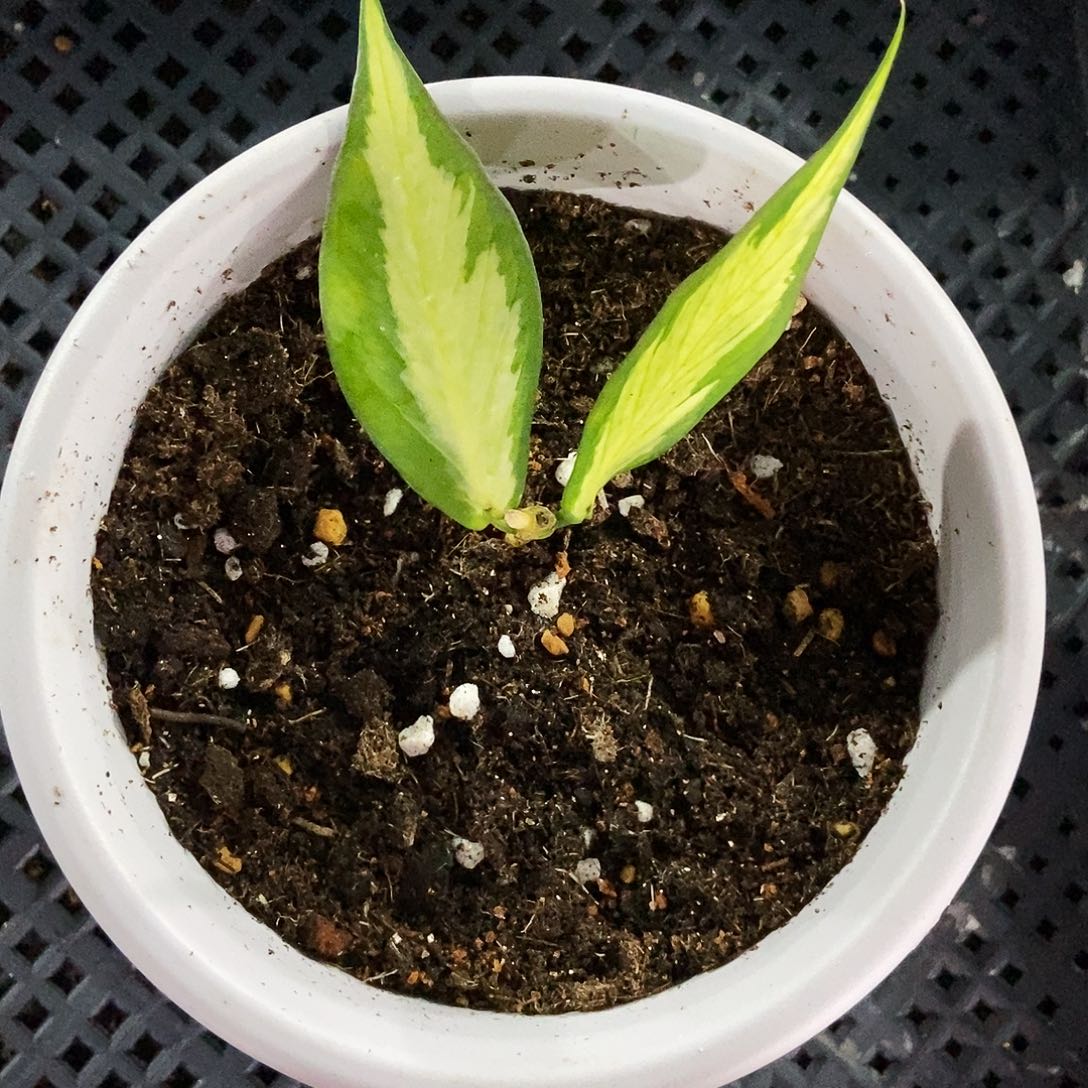 完全开放鱼尾内锦一物一拍