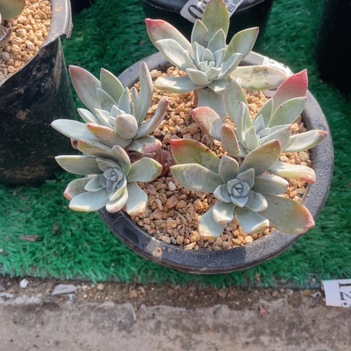 92号泡芙苹果叶多肉