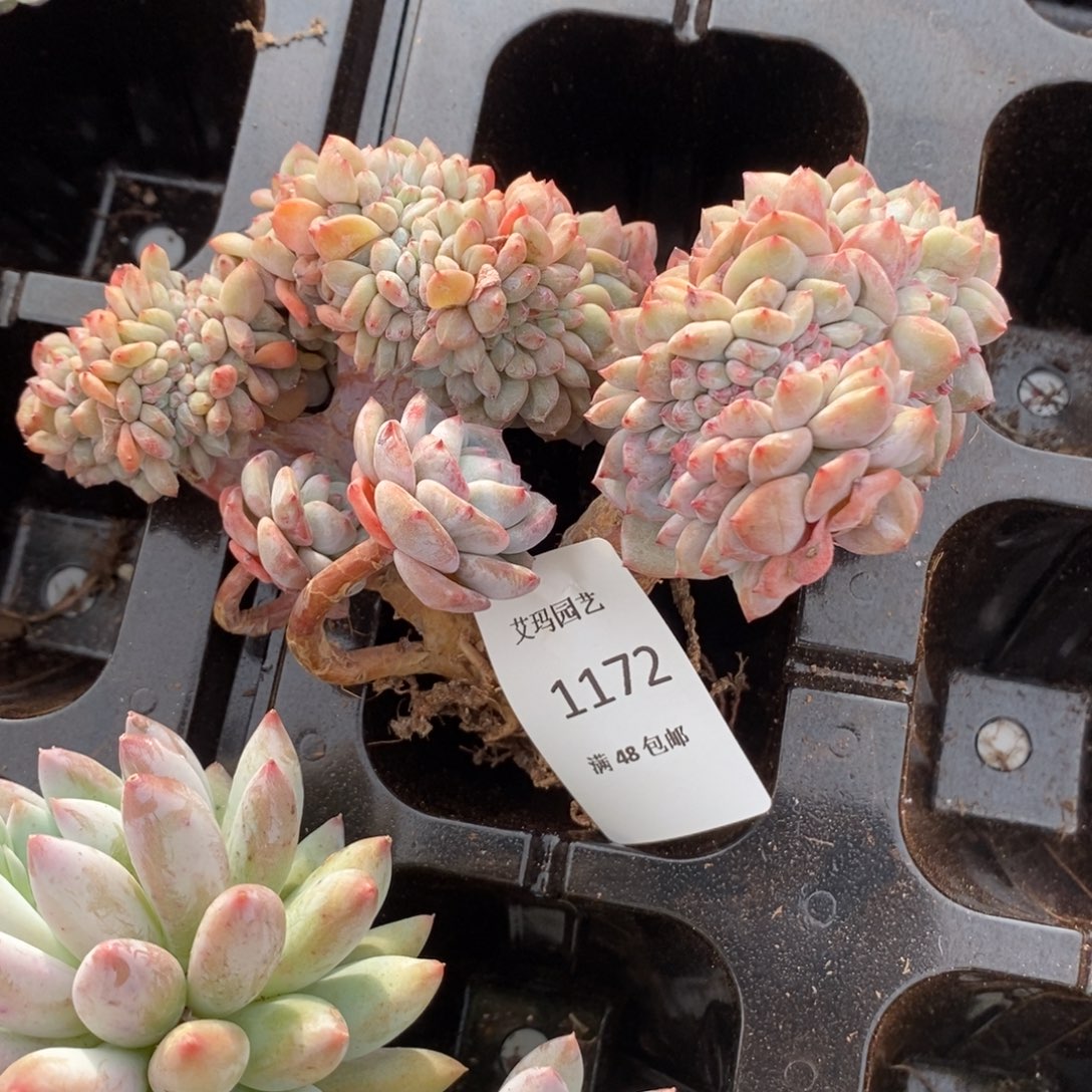 星影小树缀化多肉多肉1172