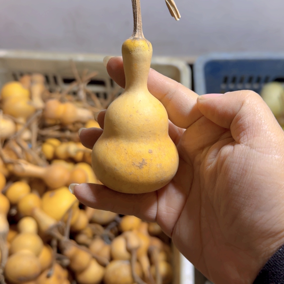 ༺***༻青皮葫芦不保成不退不换