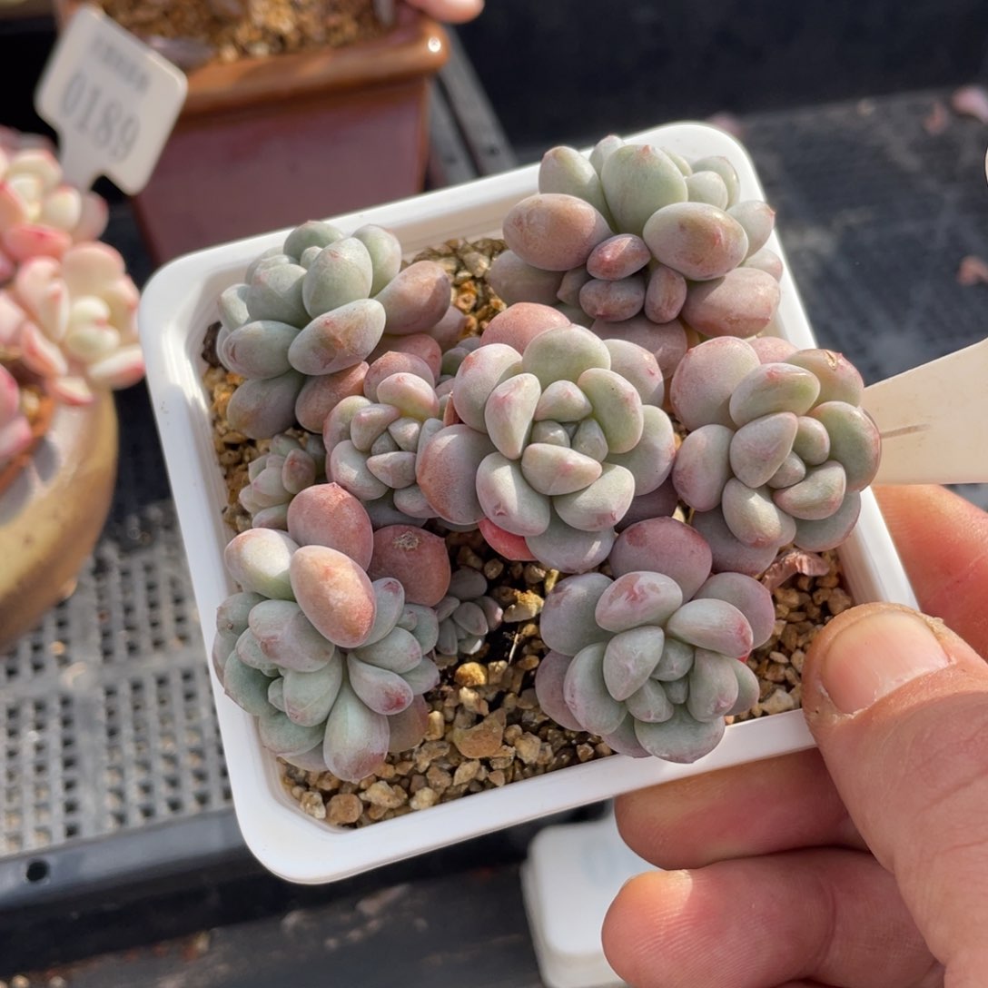 0102木糖醇不带盆9厘米啦啦