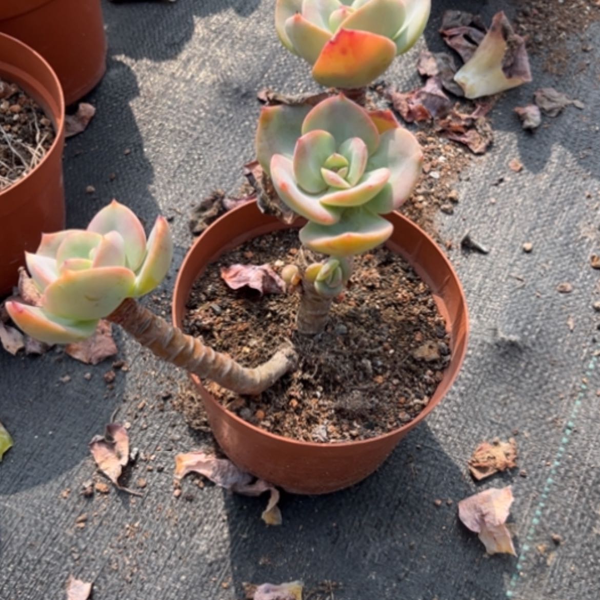 【闪购商品】陈*i白凤