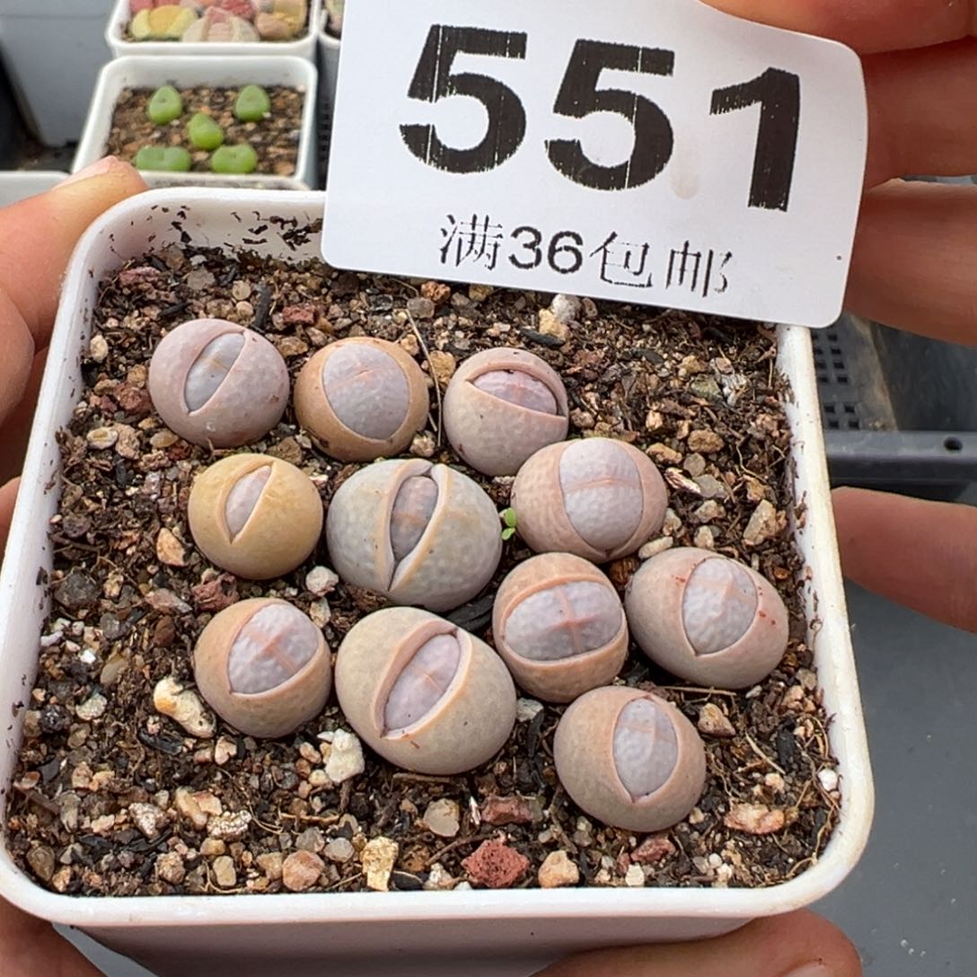 1.18好看的多肉551