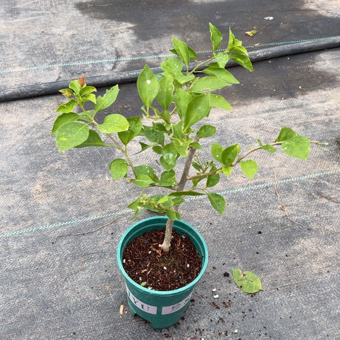 无花朵【6号卡亚塔一棵】随机发货福利款不售后