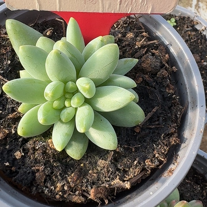 阿蒂斯托624多肉植物