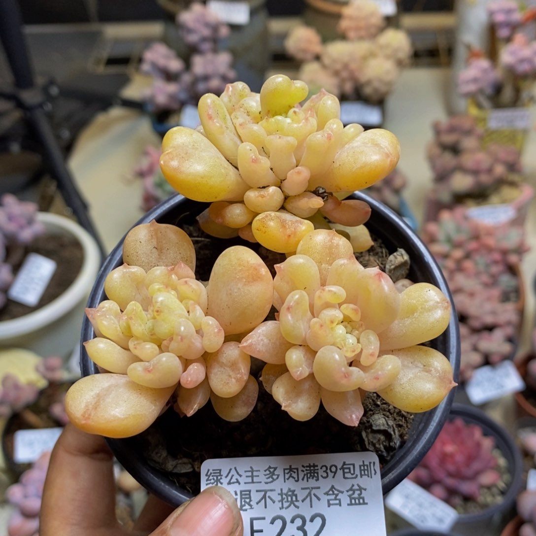 232比尔盖茨多肉7c m