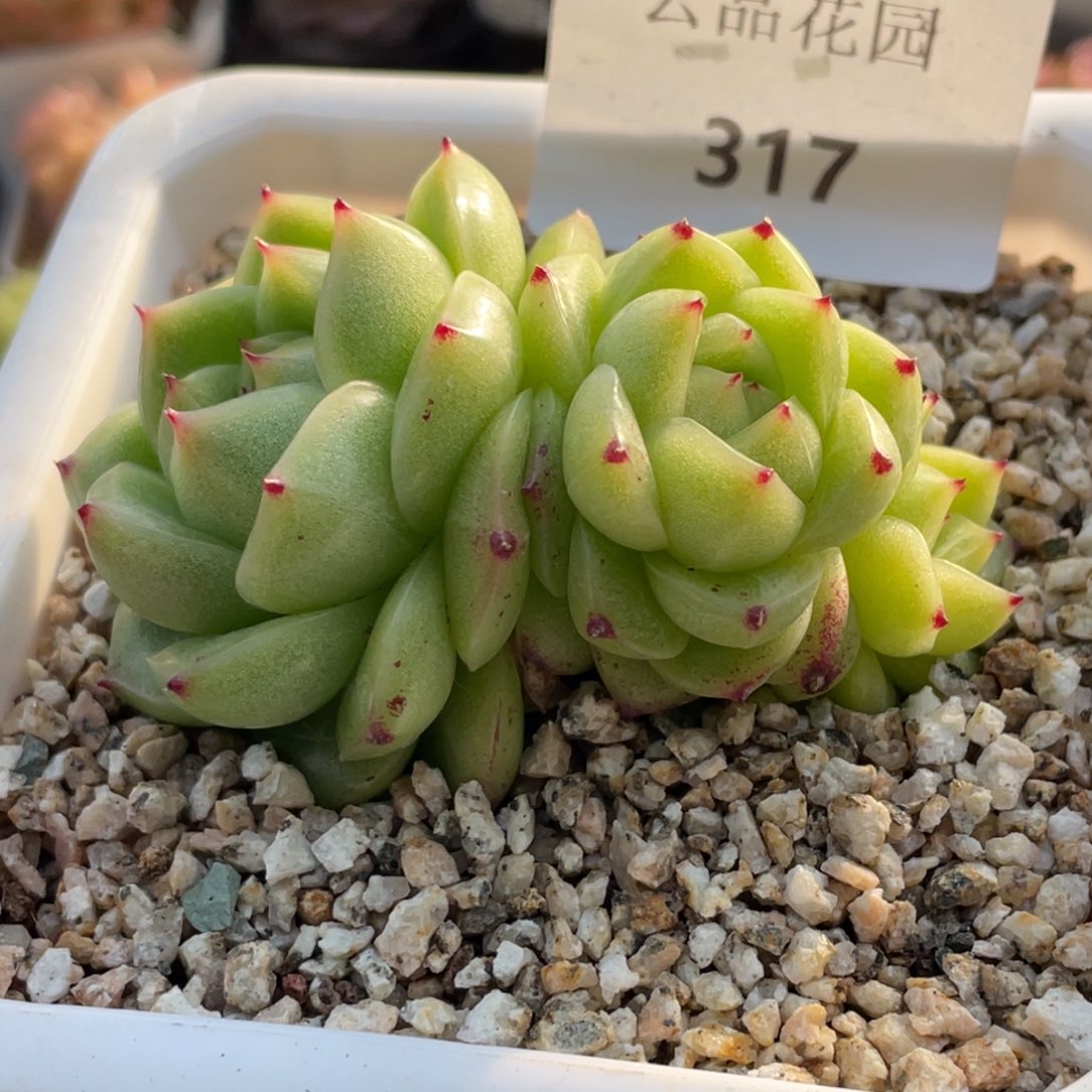 安***安317号糖心冰心珍妮 绿豆沙