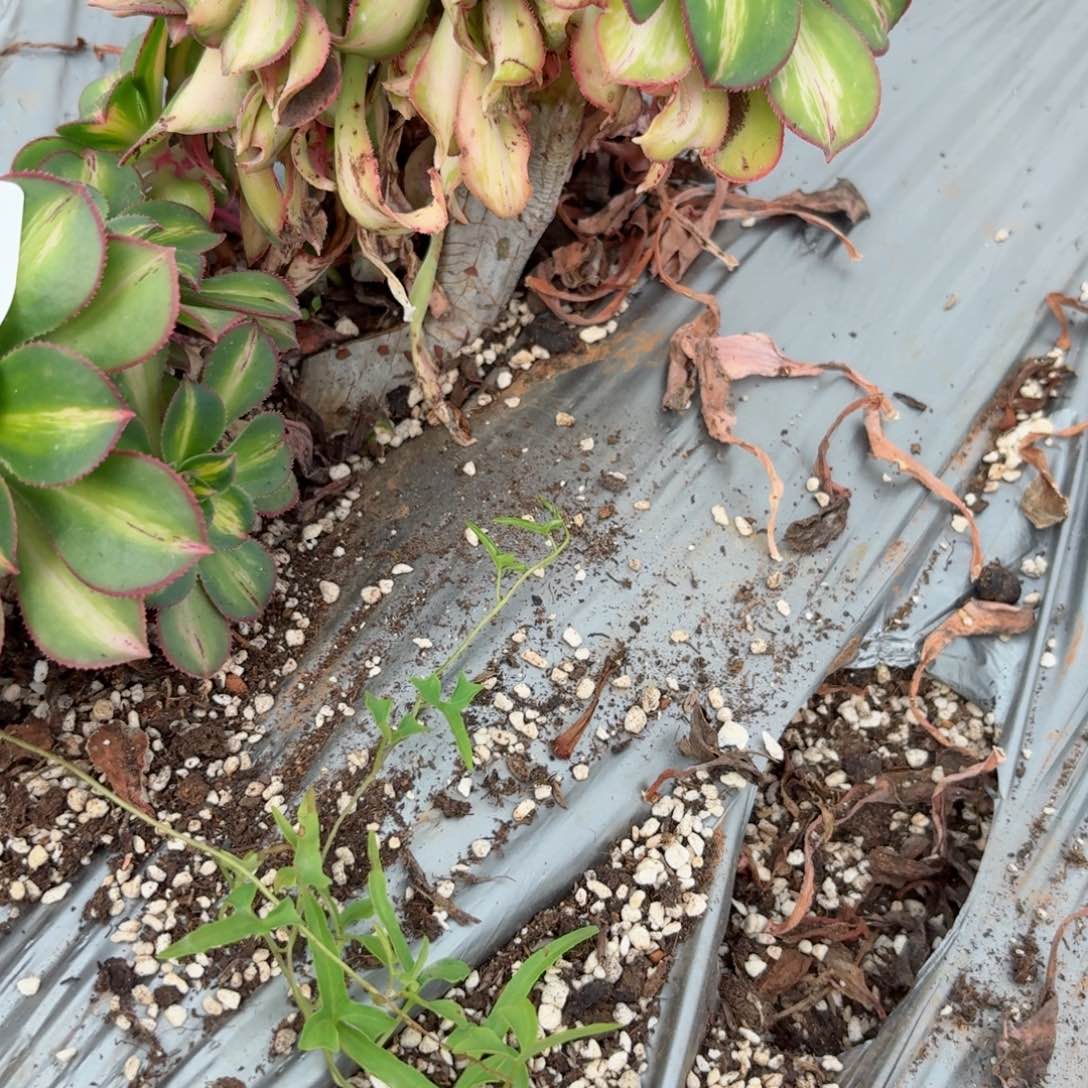 你8808 号多肉法师特价有砍