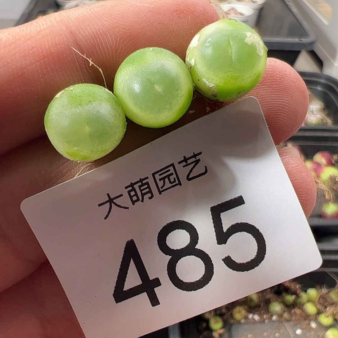 一物一拍。        485