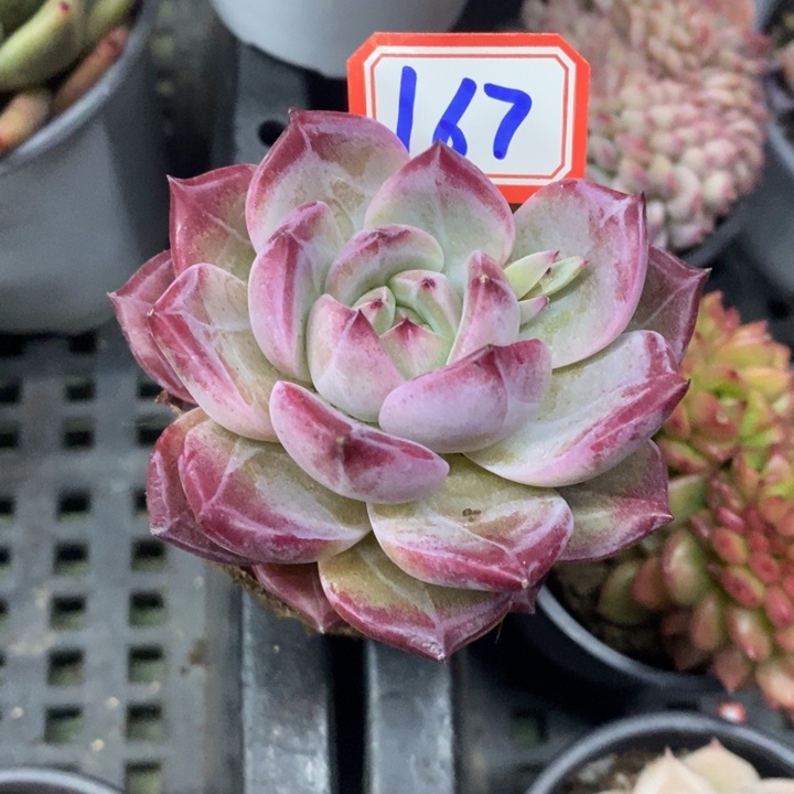 ?****?一物一拍夜魔侠多肉167