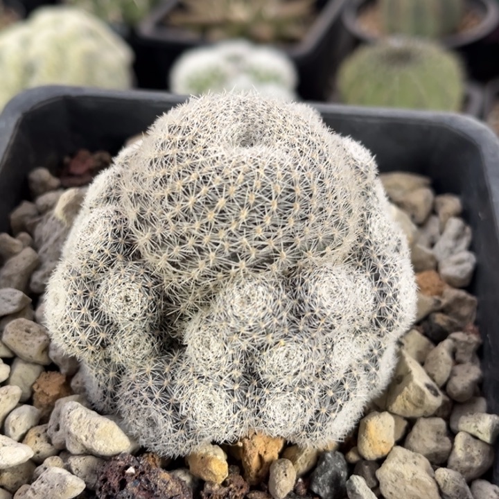 仙人球一物一拍自根