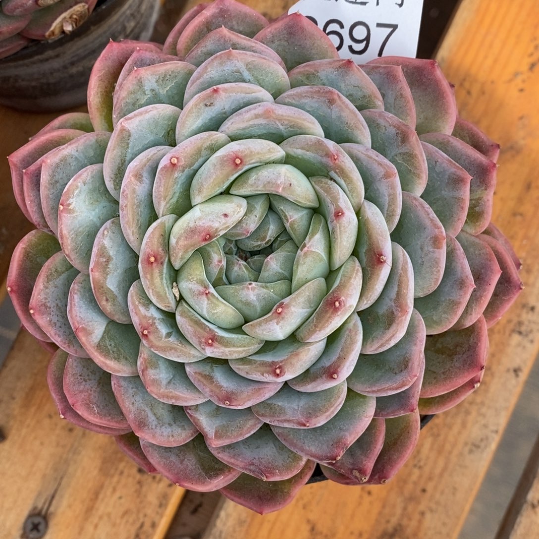 红***语杂交精品多肉8697~12厘米