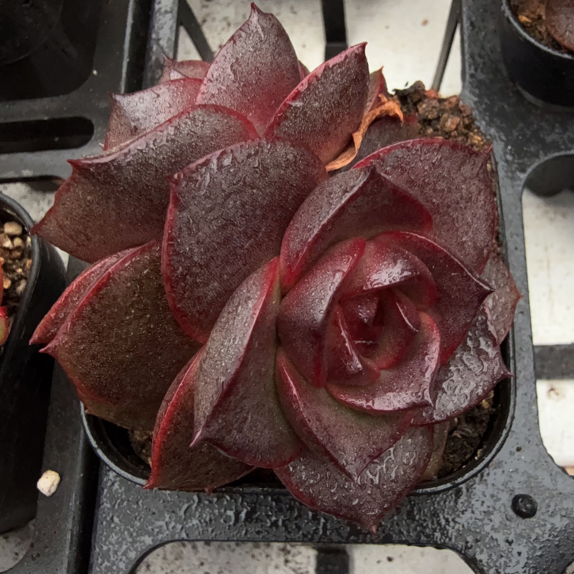 70#双头发光玫瑰（4-7cm）脱土