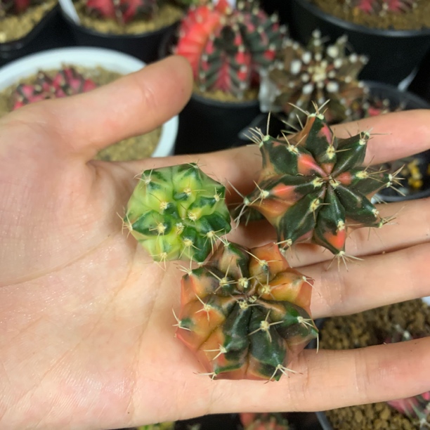 名品侧 一物一拍 脱土发货