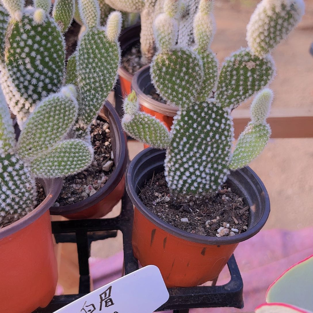 精品熊童子多肉植物