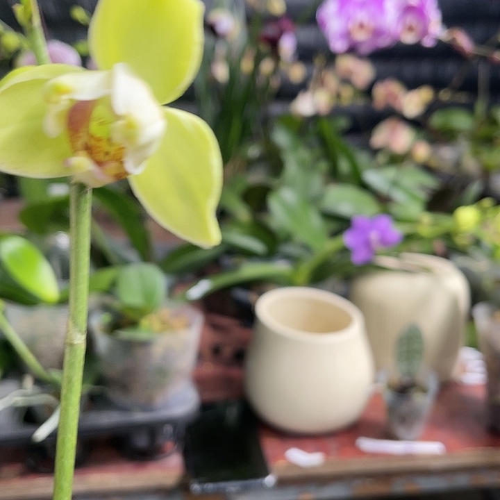 当前无花栽培后可以开花绿如意变异