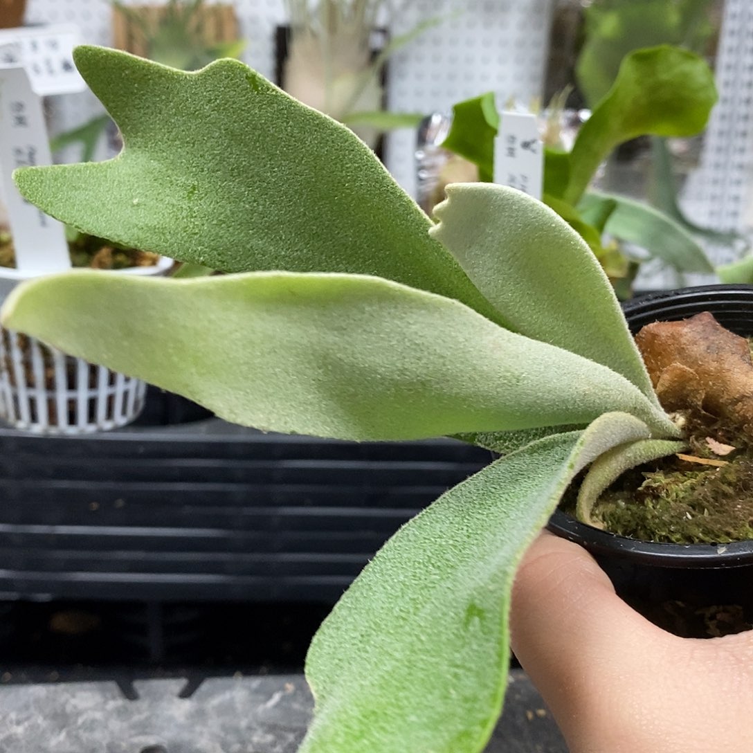 无花朵黄月鹿角蕨