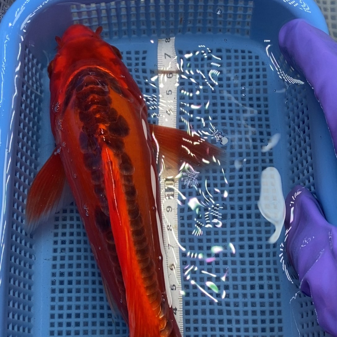锦鲤冷水锦鲤包邮