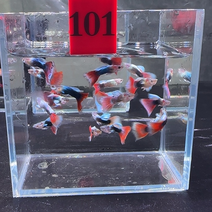 孔雀鱼奈*?101号，20条公