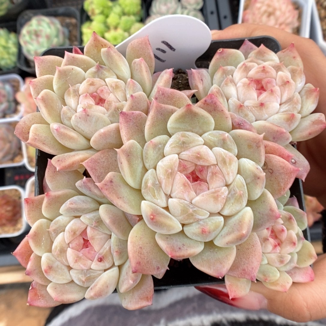 糖心冰魄群生4711号 