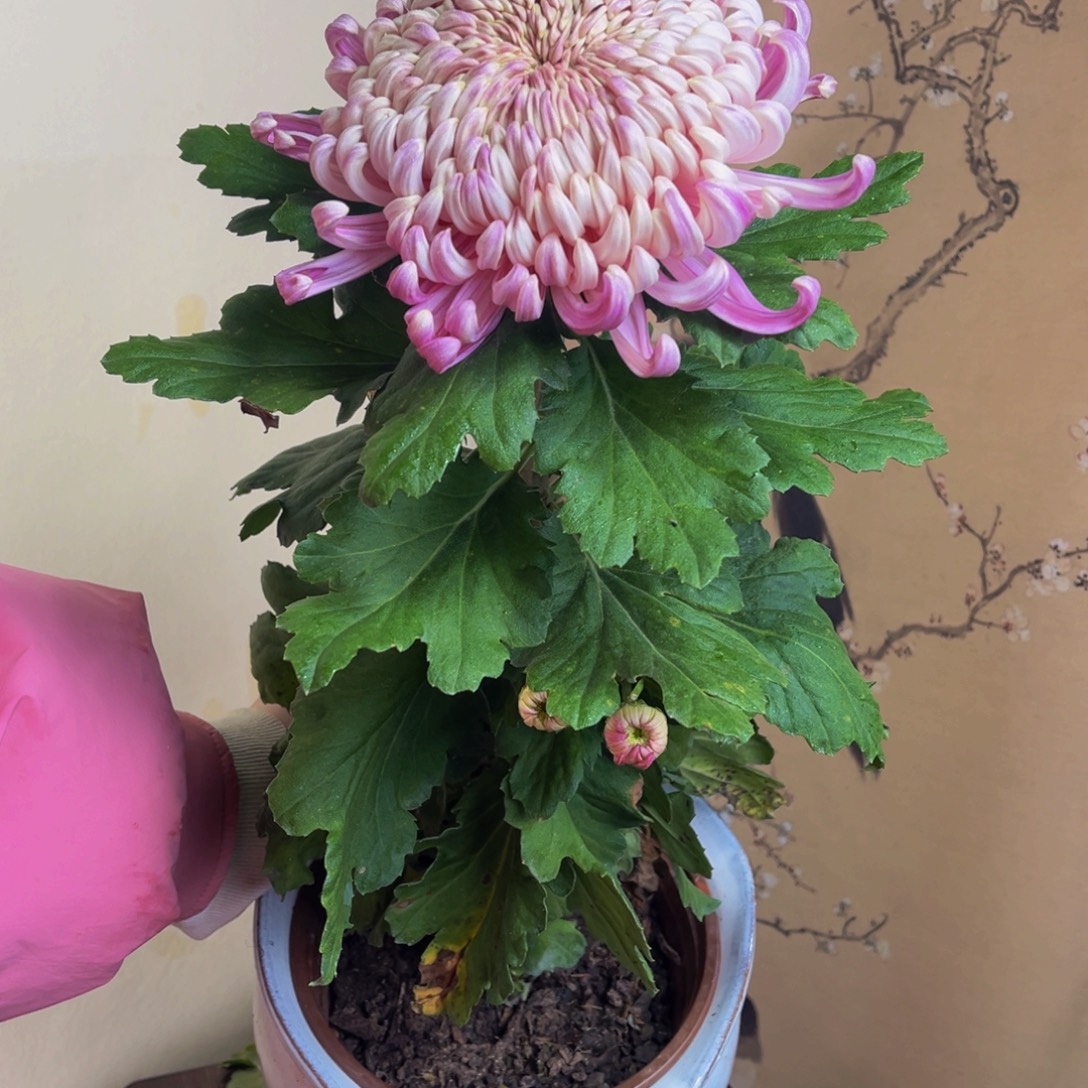 少量花朵（建议范围：2朵-5朵 或40%以下）d4444444444444