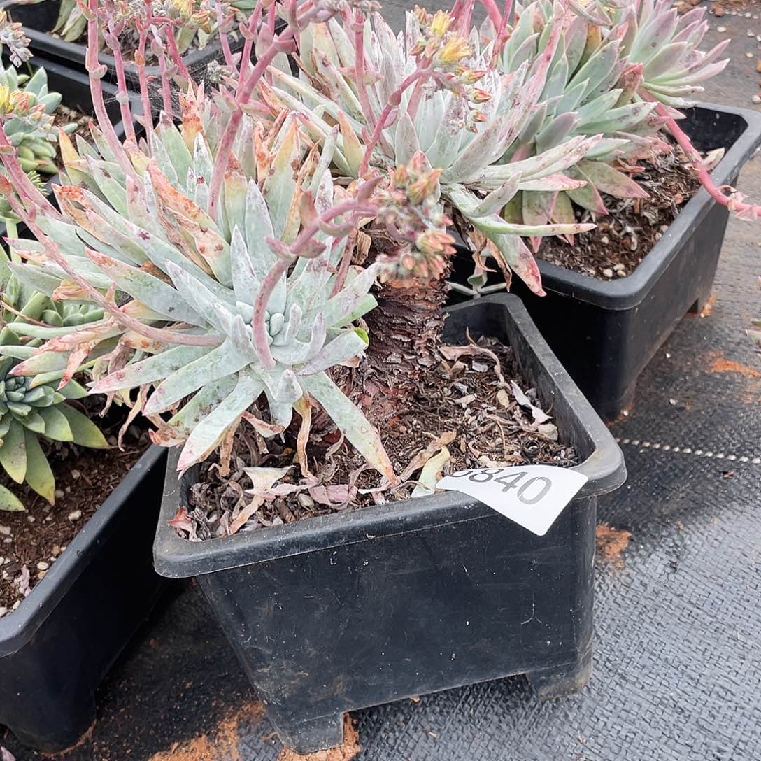 ?****猹奥罗拉老桩多头6840