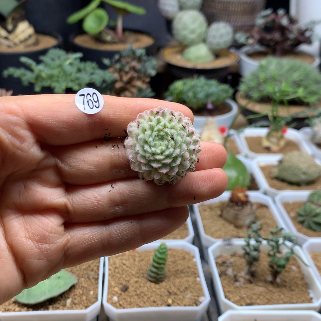 优雅长生草锦脱土769